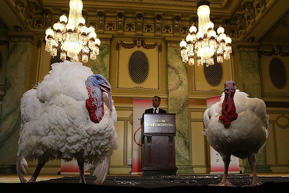 2 Willmar, Minnesota Turkeys Will Live In The Lap Of Luxury!