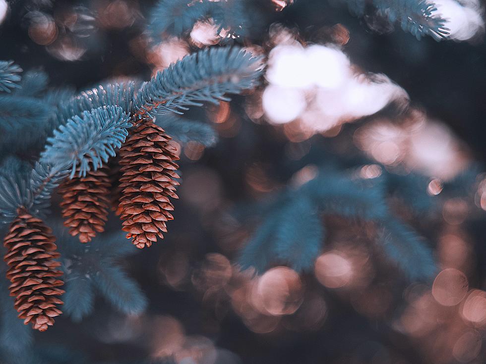 Did You Know Minnesota Wants To Pay You For Your Pinecones?