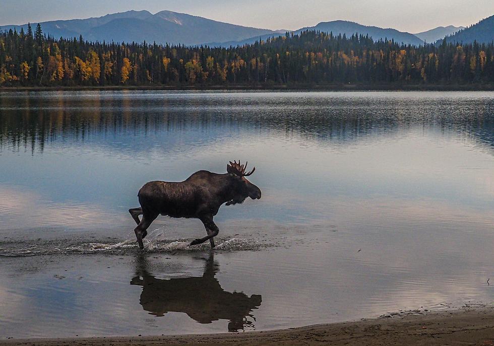Wait A Minute! Is There Another Moose On The Loose In MN?