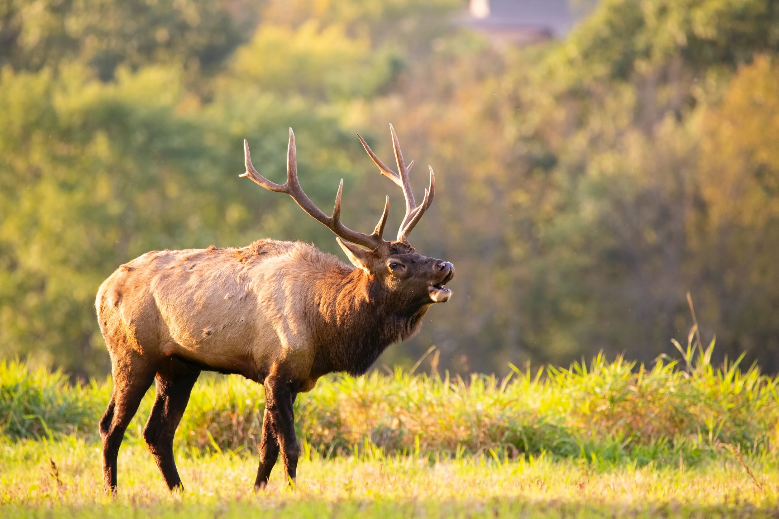 Elk Hunting Licenses Are Up for Grabs in Northwestern Minnesota