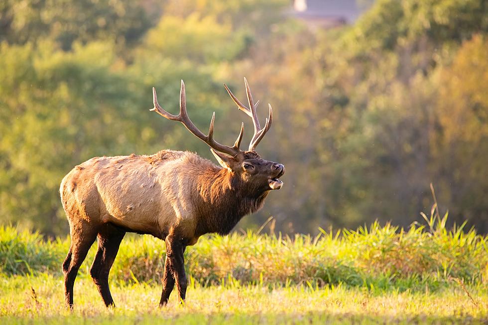 Wait! First Moose, Now Elk Being Spotted In Southern Minnesota?
