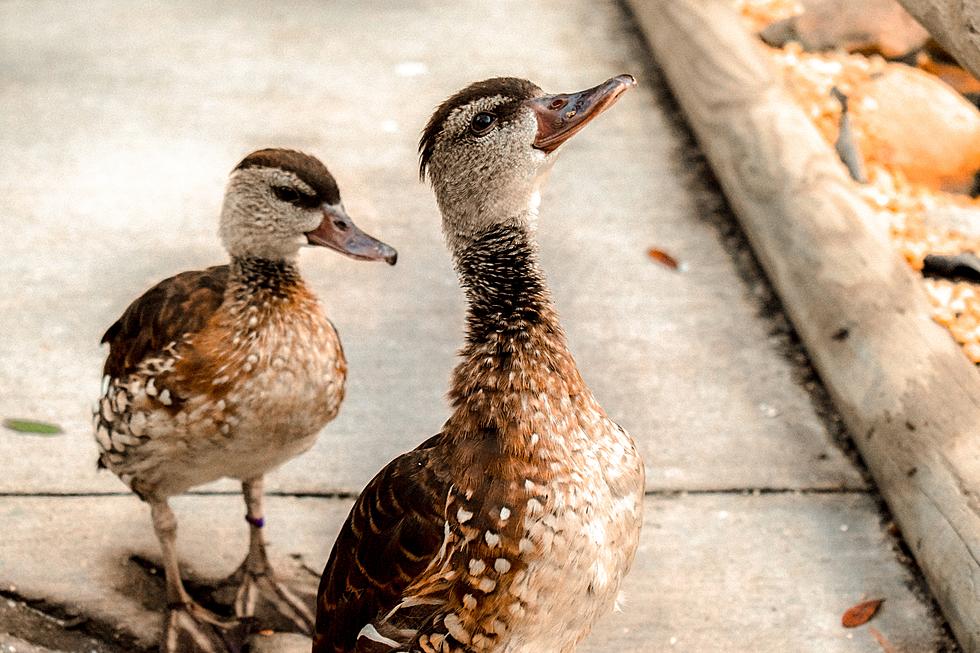 Central MN Petting Zoo Is Looking For All Your Leftover Pumpkins