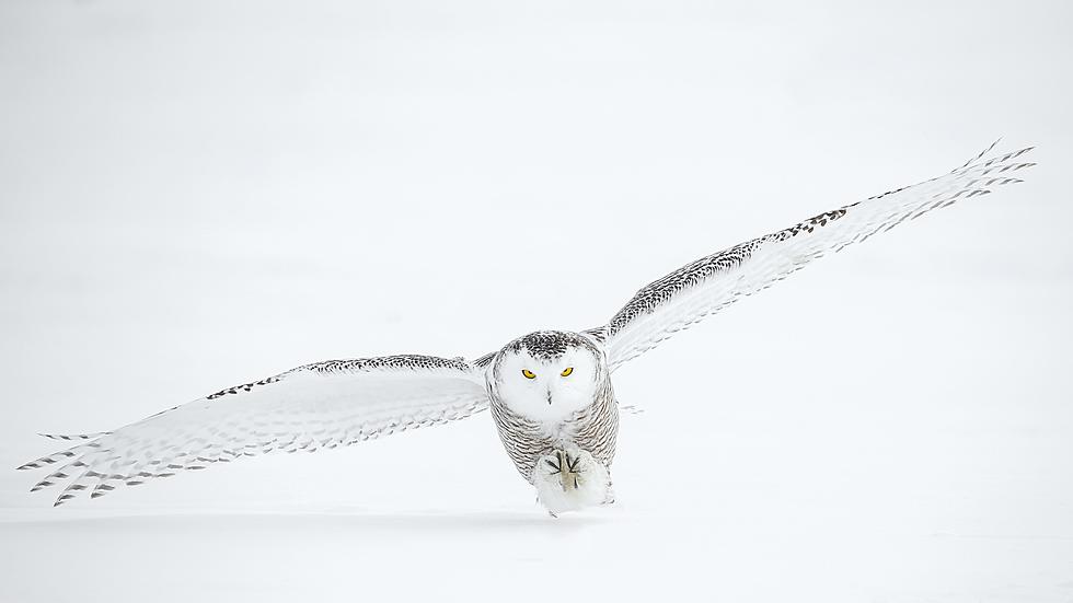 Look Up! This Winged Predator Is Making Its Way To Minnesota