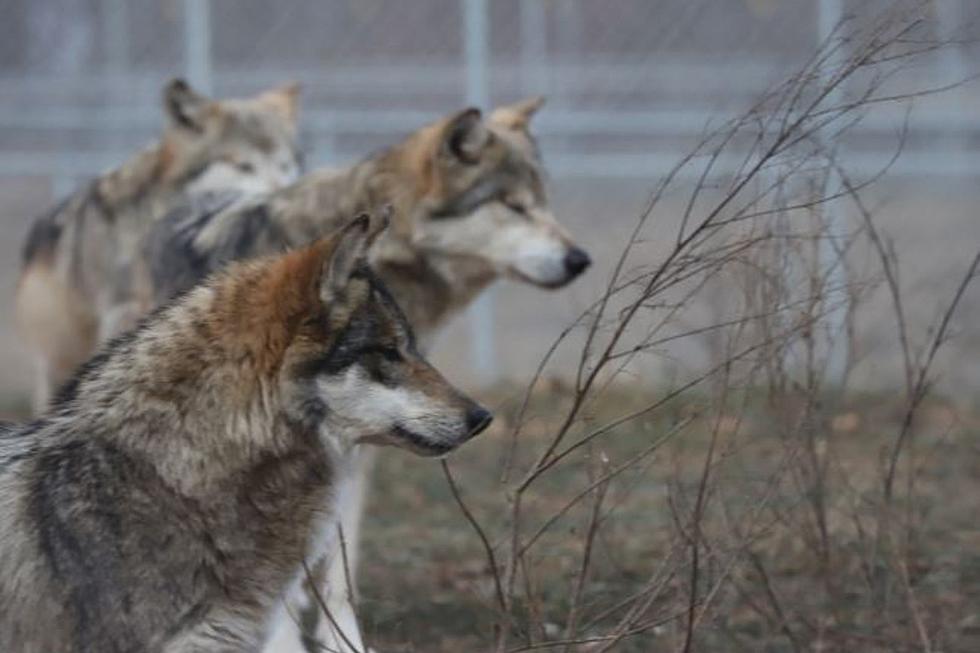 Four Endangered Mexican Wolves Have Found Solace In Minnesota