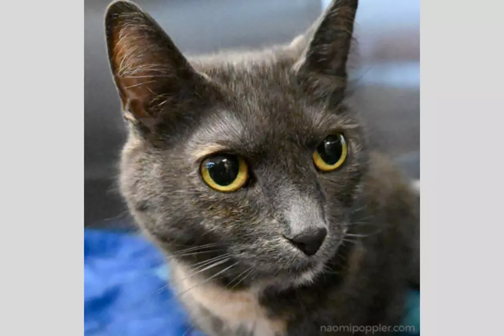 Photo by Tri-County Humane Society