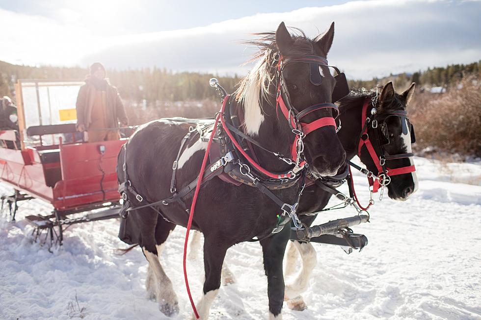 Kick-Off 2024 With A Horse Drawn Sleigh Ride Through The Forest