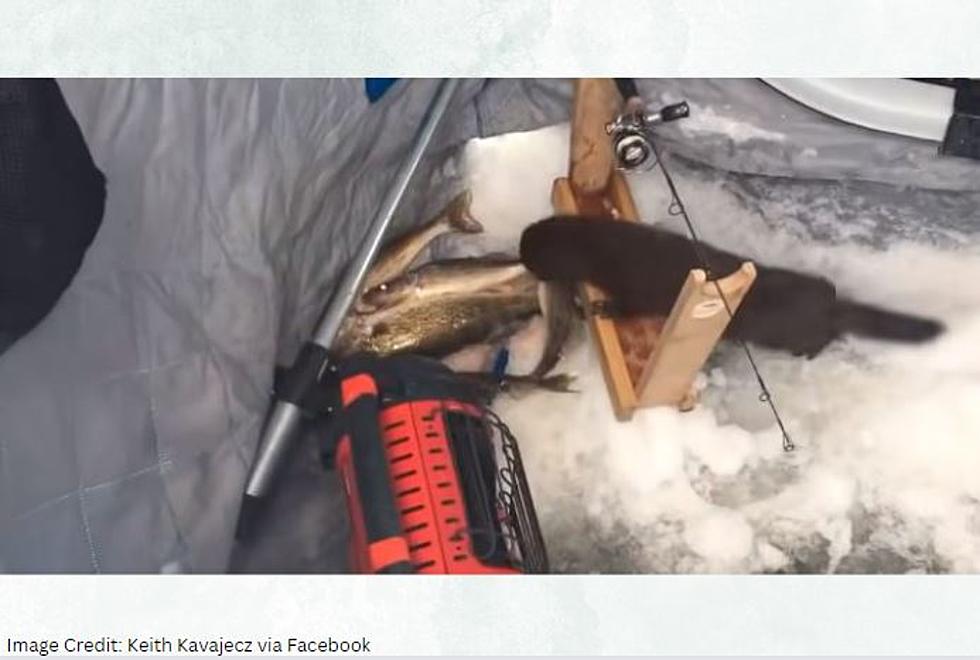 WATCH: Mink Burrow Into MN Ice House And Steal A Walleye