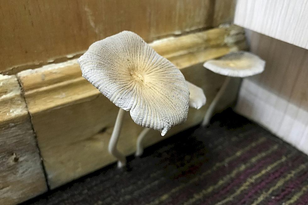 Is That A Mushroom Growing Out Of My Carpet? Here’s Your Problem