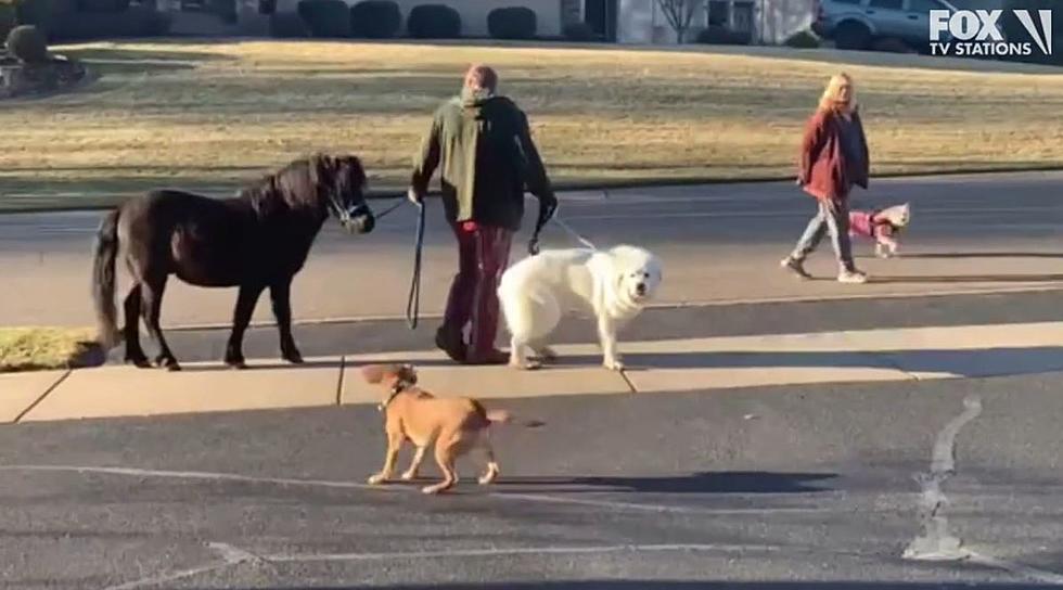 Mighty Neigh-borly! Minnesotan Takes Horse For A Walk Wednesday