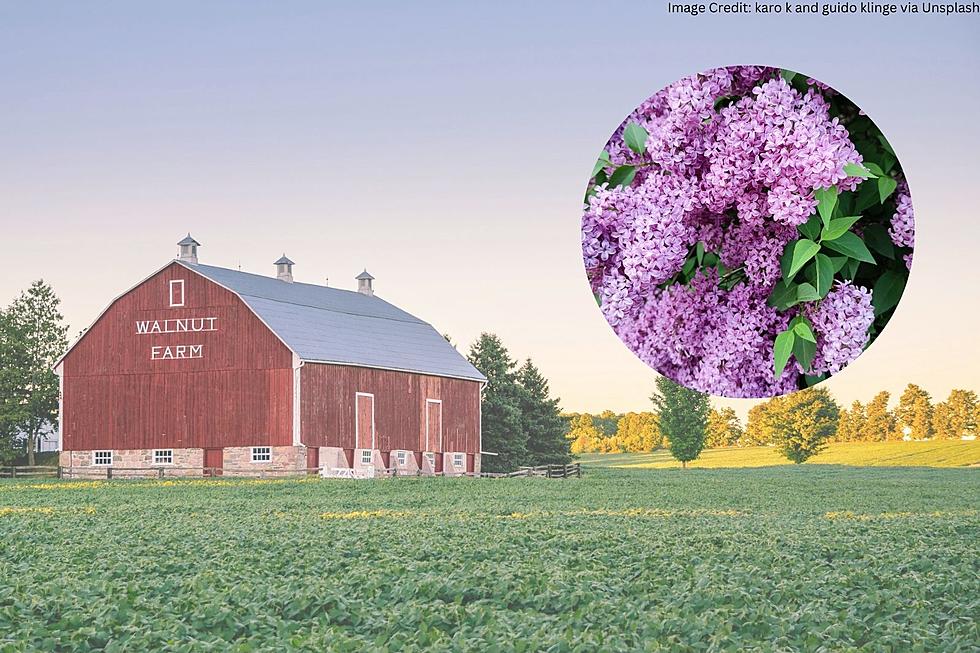 The Dirty MN Secret Behind All Those Lilac Bushes In The Country