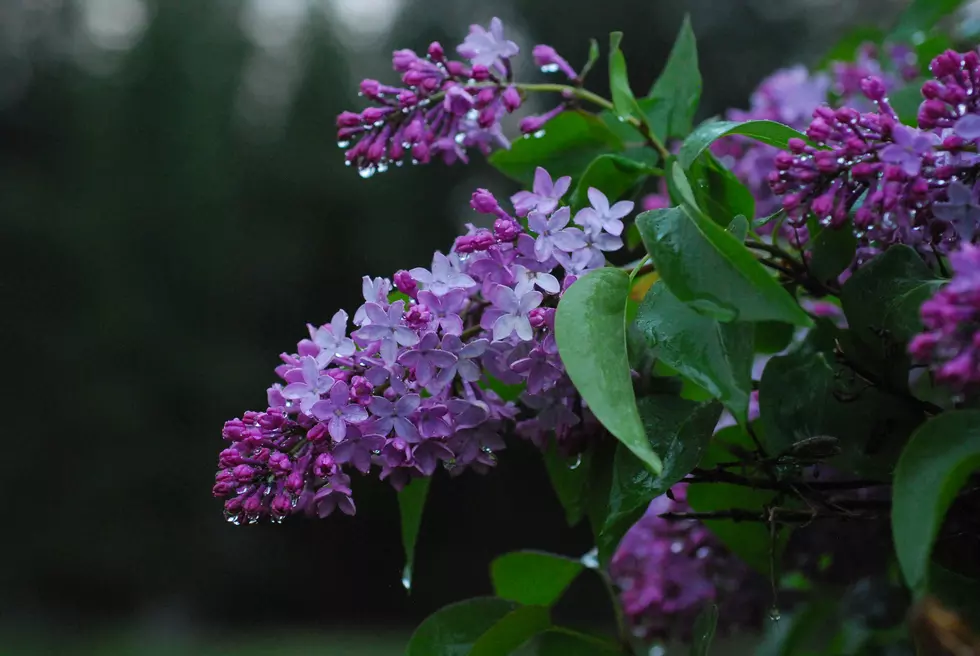 Is It Illegal To Pick Blooms Off St. Cloud Trees?