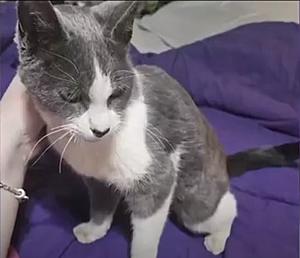 Reunited At Last! A Purr-Fect Ending For Tom The Trucker Cat
