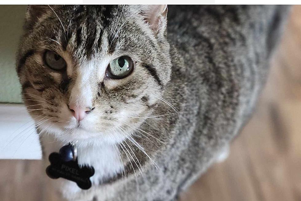 Urgent Search: Cambridge Owner Offers Reward For Lost Cats Return