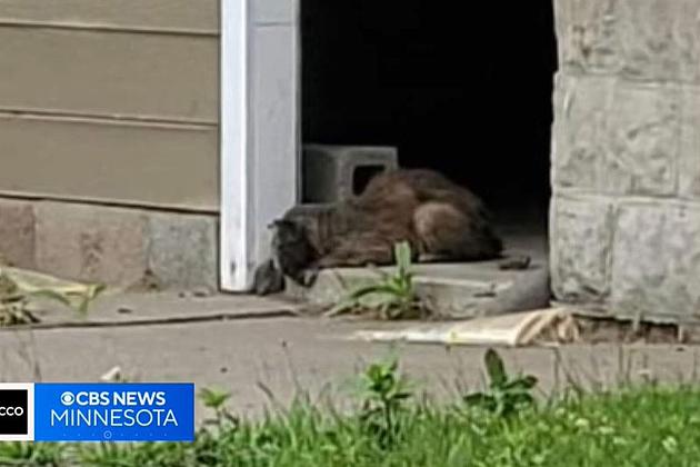This Minnesota Cat Is Now Living His Best Life Thanks To Kindness