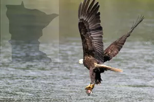 Fish Apocalypse At This MN Lake – Eagles Rejoice!