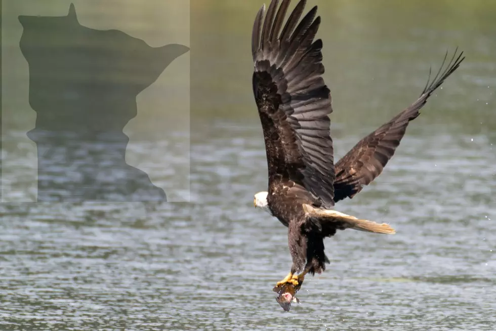 Fish Apocalypse At This MN Lake - Eagles Rejoice!