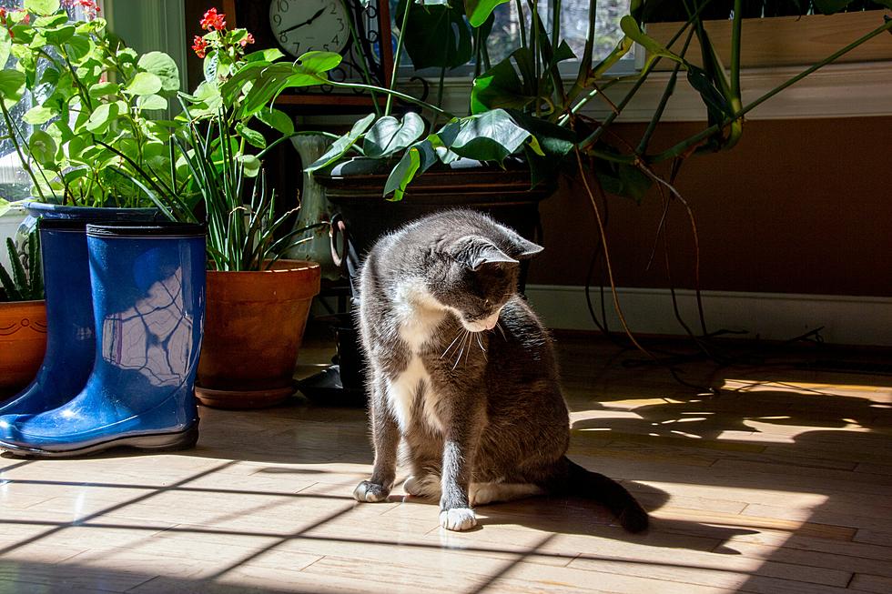 Keeping Pets Safe: A Guide To Pet-Friendly Plants For Your Home