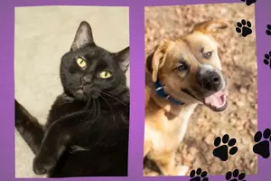 Give Jupiter And Riley A Second Chance: Adopt Your New Pet Today