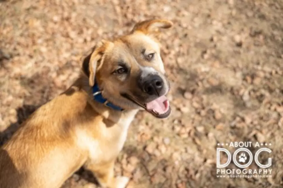 Adopt A Dog & Canva