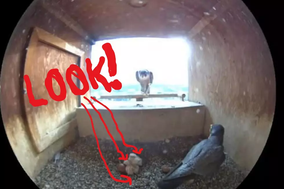 MN DNR Falcon Cam: And Then There Were THREE! Update