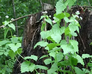 Minnesotans That Find This Plant Growing Should Remove It Now!