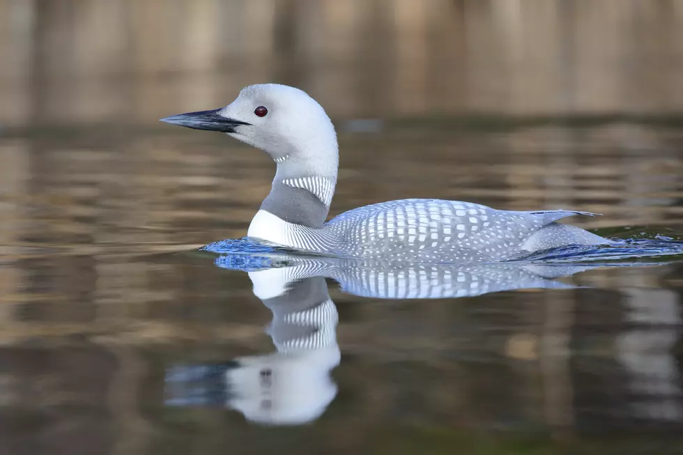 See The Minnesota State Bird Like You&#8217;ve Never Seen It Before