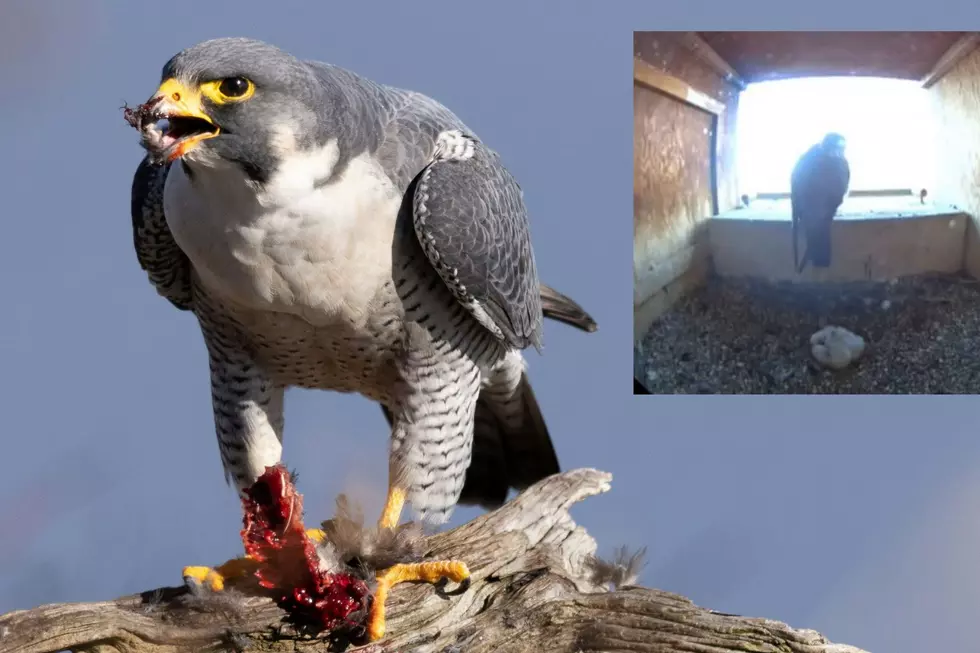 Tragic Tale Of Peregrine Falcon Family Nesting In St. Paul