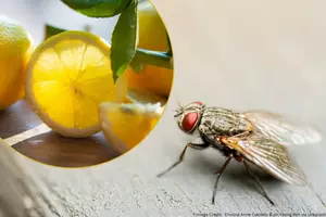 Become 'Lord' of the Flies With These Two Common Grocery Items