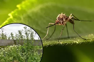 Did You Know That These 'Weeds' Are Great For Mosquito Bites?