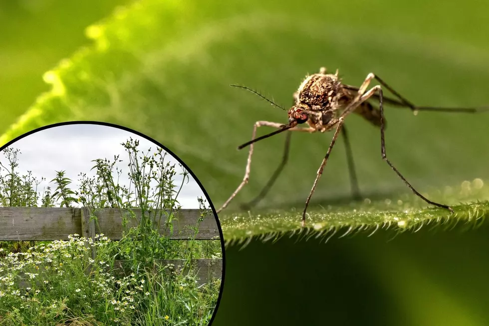 Did You Know That These &#8216;Weeds&#8217; Are Great For Mosquito Bites?