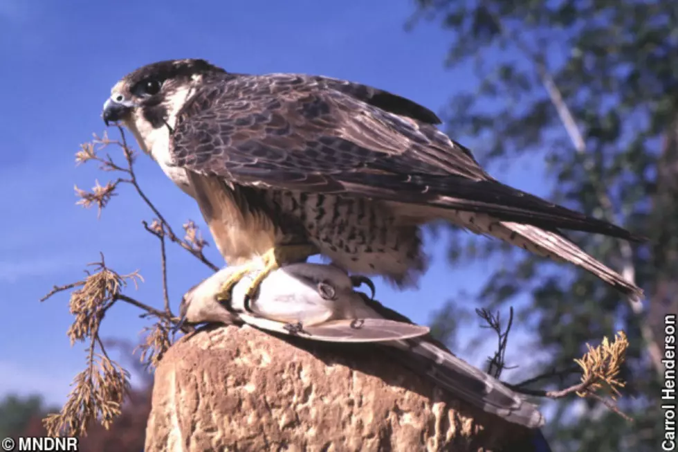 MN DNR Falcon Cam: And Then There Were THREE! Update