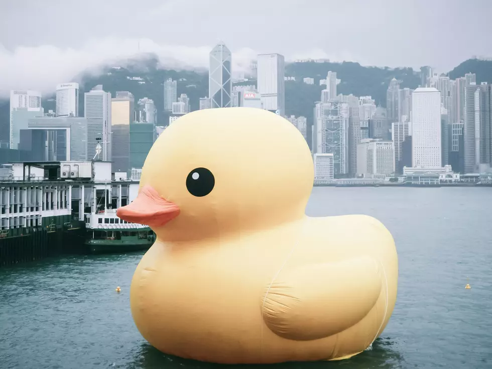 &#8216;With Great Sadness&#8217; World&#8217;s Largest Duck Comes Down Early