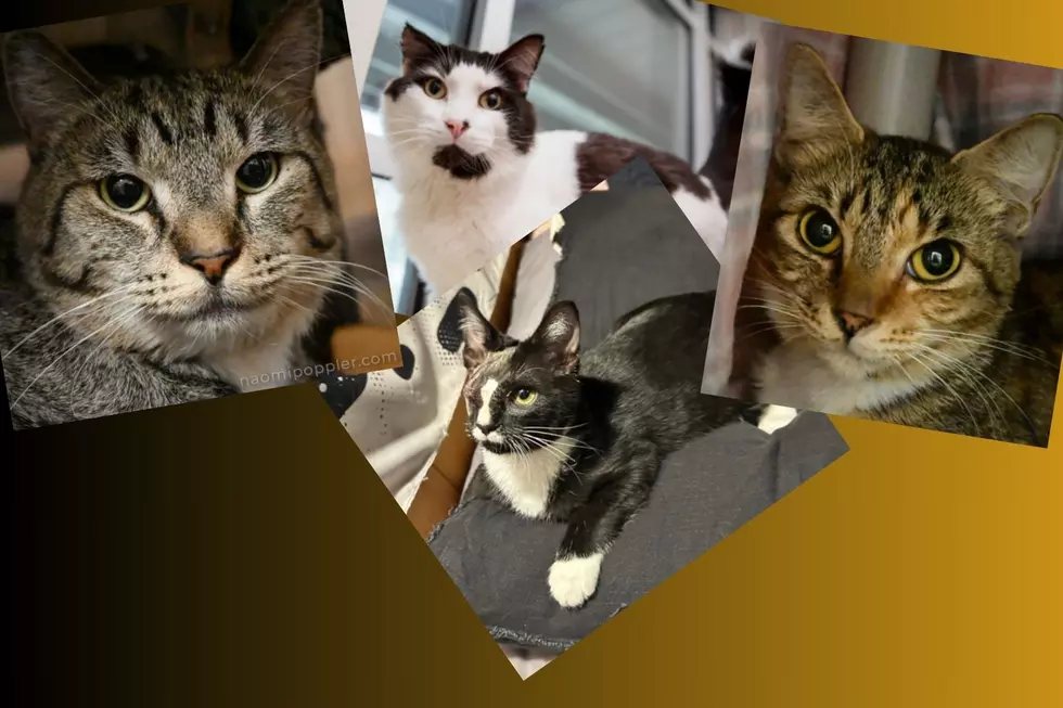 Crosby Cat Update: The Last Four Crosby Cats Are Looking For Their Forever Homes