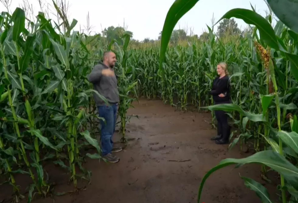 Local Corn Maze Design Unveiled For This Fall’s ‘Harvest Fun Days’