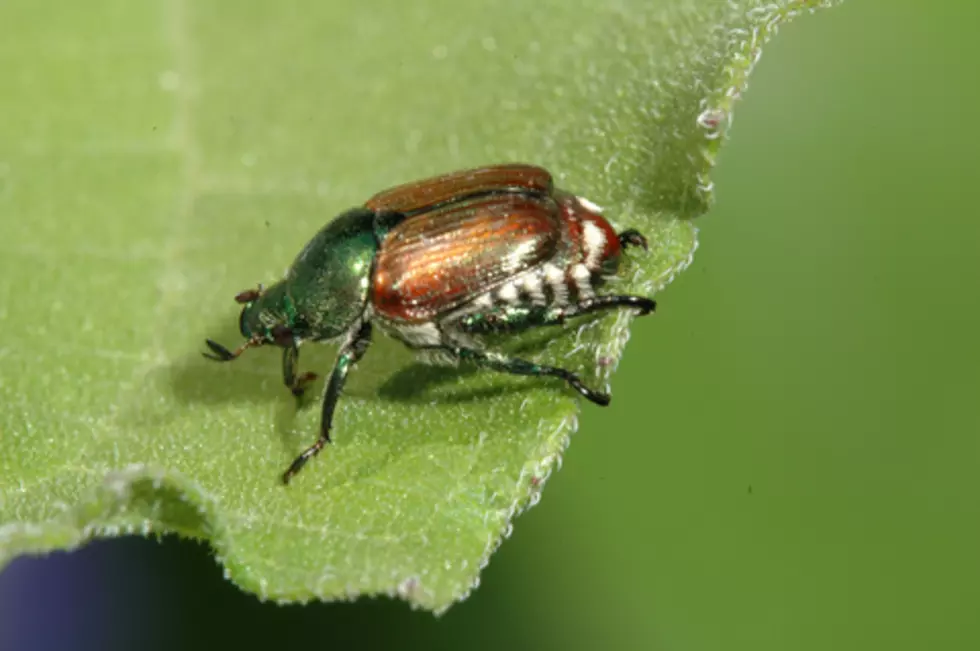Master Gardener&#8217;s Insights: Tackling Japanese Beetles In St. Cloud