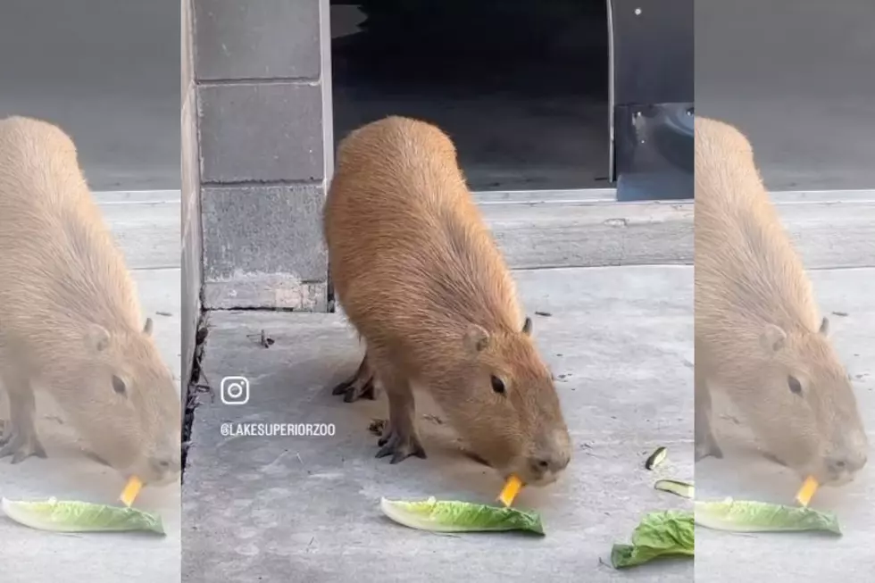 Abandoned SeaQuest Animal Makes It’s Outdoor Debut At New Zoo