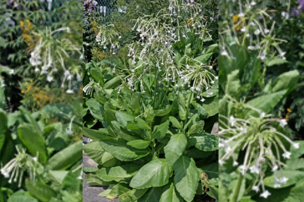 hort.extension.wisc.edu