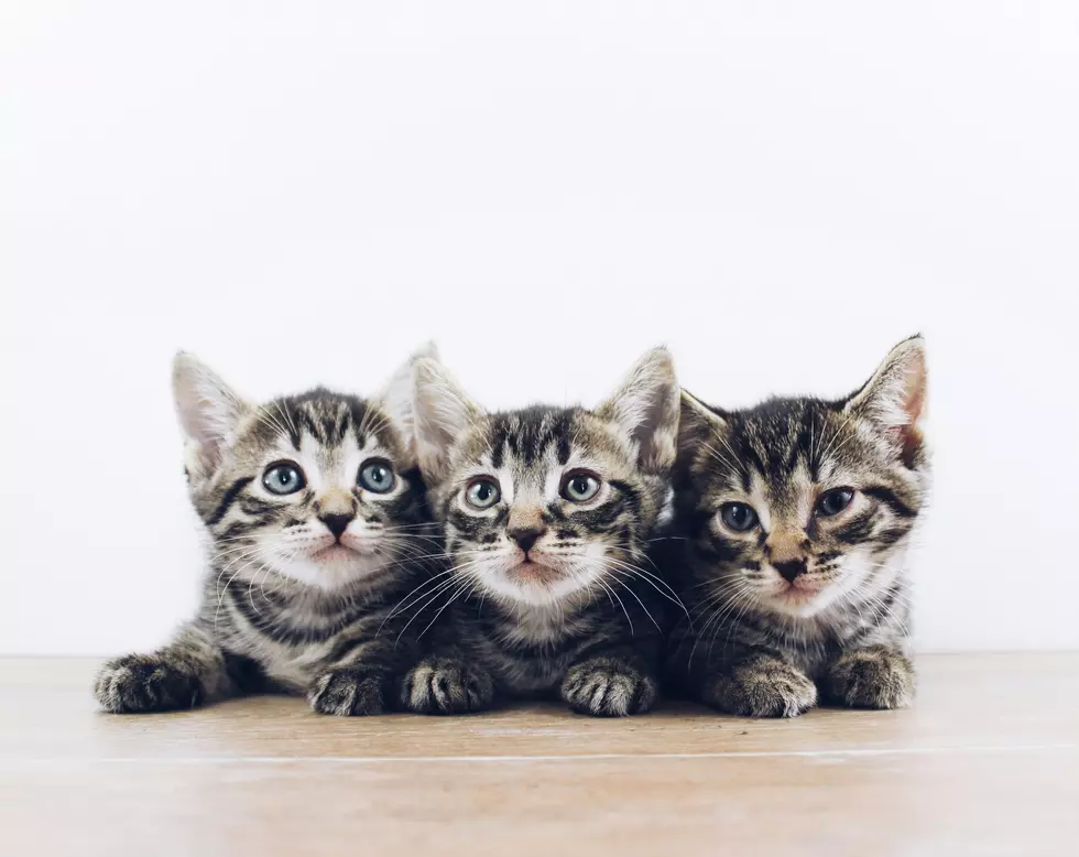 Photo by The Lucky Neko on Unsplash