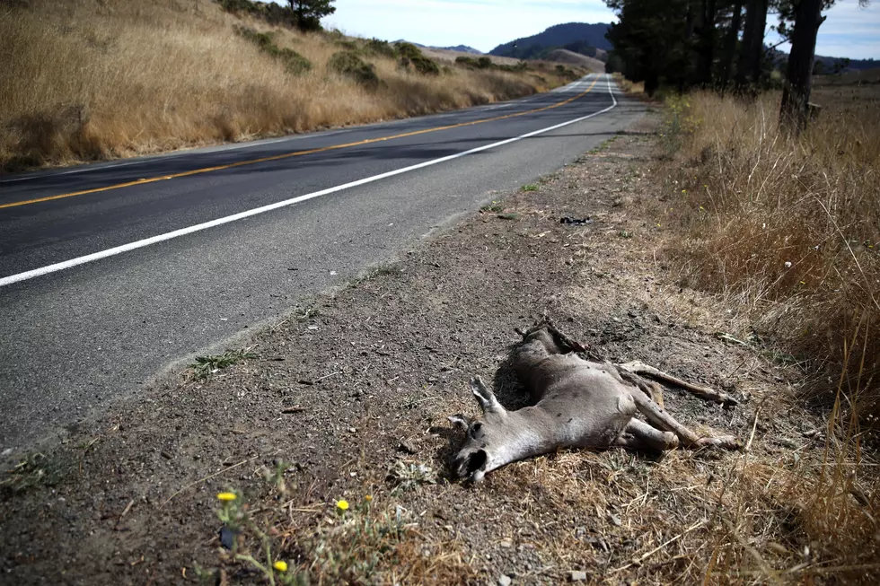 Who’s Responsible For Cleaning Up Minnesota’s Roadkill Mess