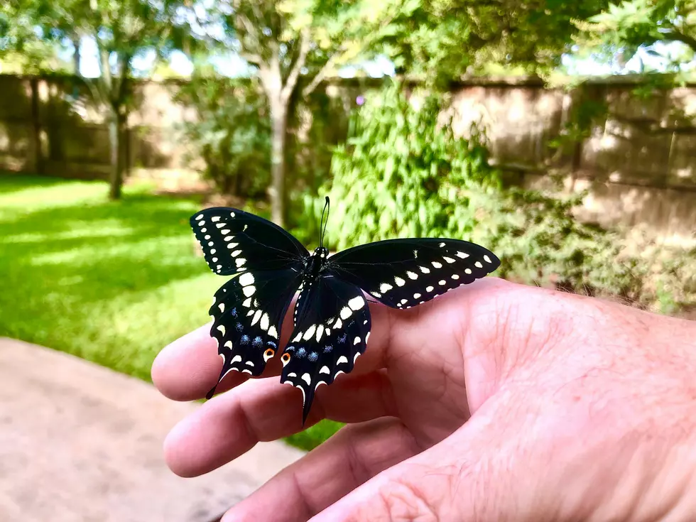 Magical Moment Scheduled For Munsinger Gardens in August