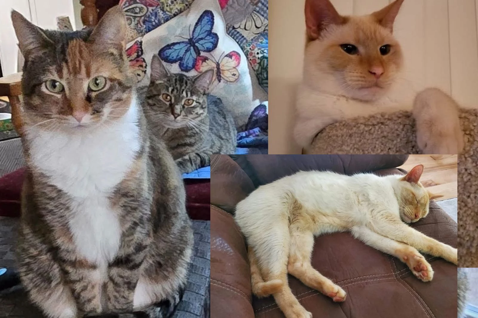 attachment-cover-cats.jpg?w=