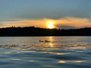 Help Monitor Minnesota’s Loons This Summer On Local Lakes