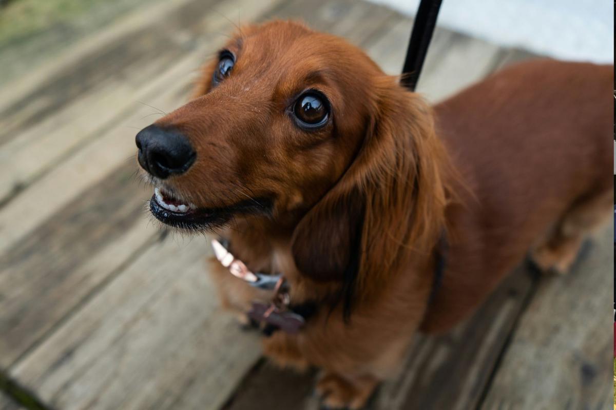 Join The Fun At The 3rd Annual 'Doxie Dash' Dog Race - KDHL Radio