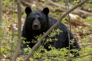 Minnesota Bear Numbers High As Baiting Season Opens Near Emily And Outing