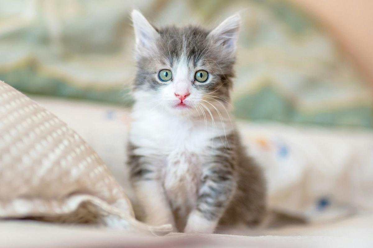 TCHS is Slashing Prices To Help You Find A Purr-fect Roommate TCHS is Slashing Prices To Help You Find A Purr-fect Roommate