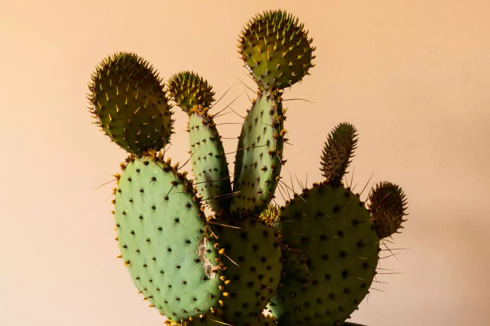 Did You Know Minnesota Is Home To Two Cactus Plants?
