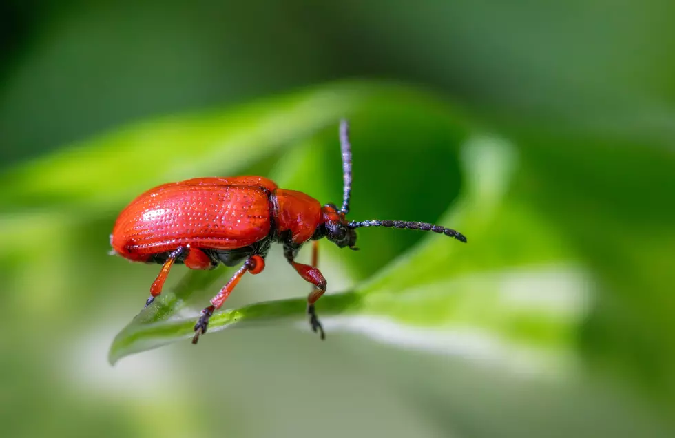 Minnesota Gardeners Are Being Asked To Report A Sneaky New Pest