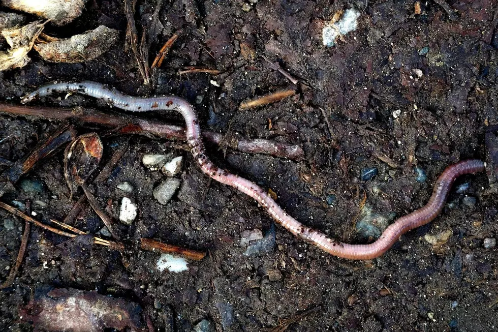Invasive ‘Jumping Worms’ Discovered In Some MN Yard Waste Sites