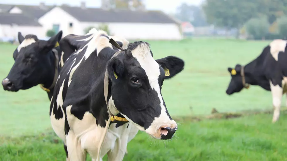 Minnesotans Can Dress Like A Cow And Score Free Food Next Week