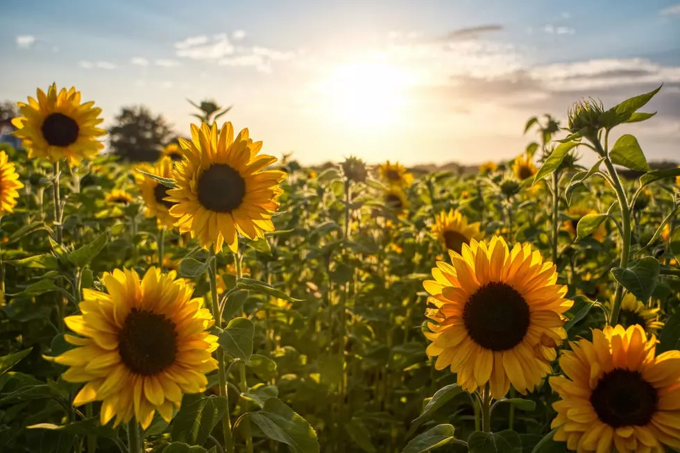 Here Comes The Sun...Flowers: Isanti Field To Open Next Weekend